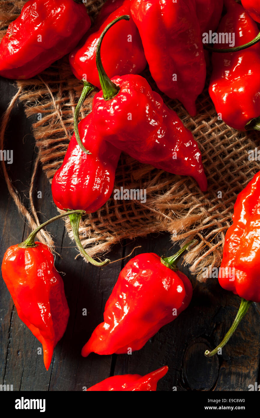 Chaud épicé Bhut Jolokia Ghost poivrons sur un arrière-plan Banque D'Images