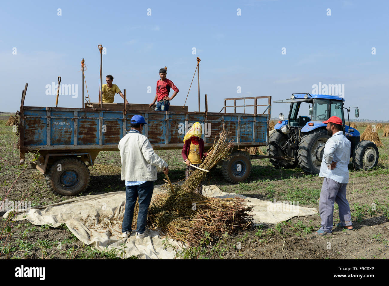 La Turquie, l'Asmali, près de Damas, les réfugiés syriens thresh le sésame pour des bas salaires pour un fermier turc Banque D'Images