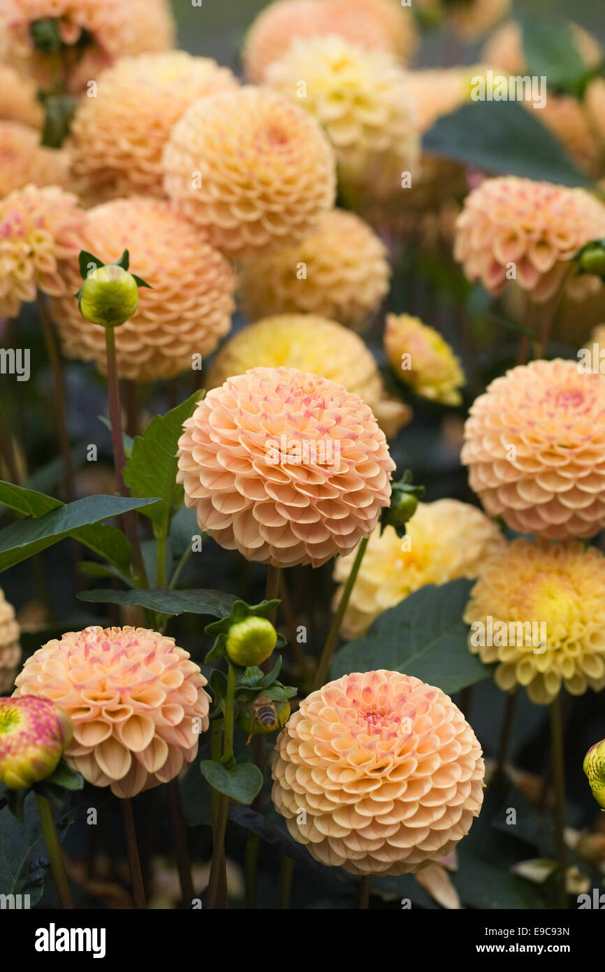 Dahlia 'Jodie Wilkinson' de plus en plus une frontière. Banque D'Images