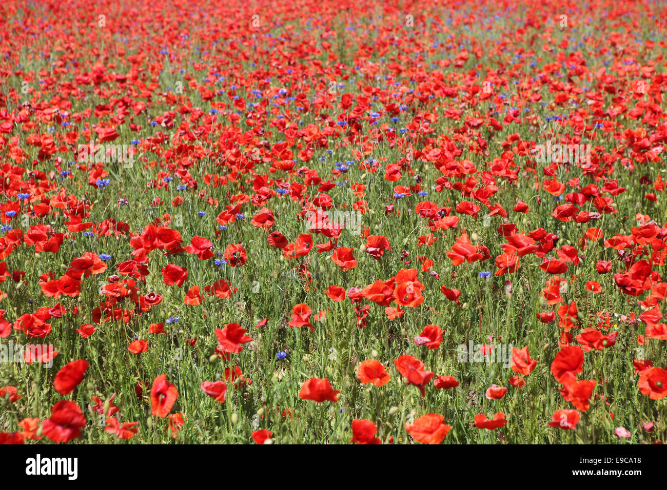 Un champ rempli de fleurs de pavot rouge Banque D'Images