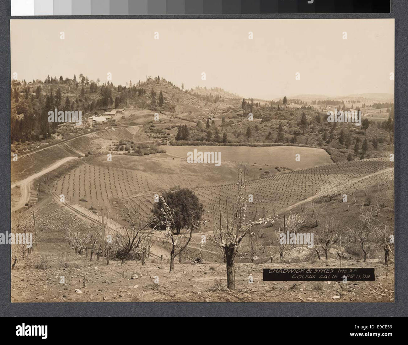 Photographie d'un paysage de terrain près de Colfax, Californie, prise par Chadwick & Sykes, Inc. en avril 1909. L'image montre une vue panoramique sur les arbres et le paysage naturel de la région. Banque D'Images