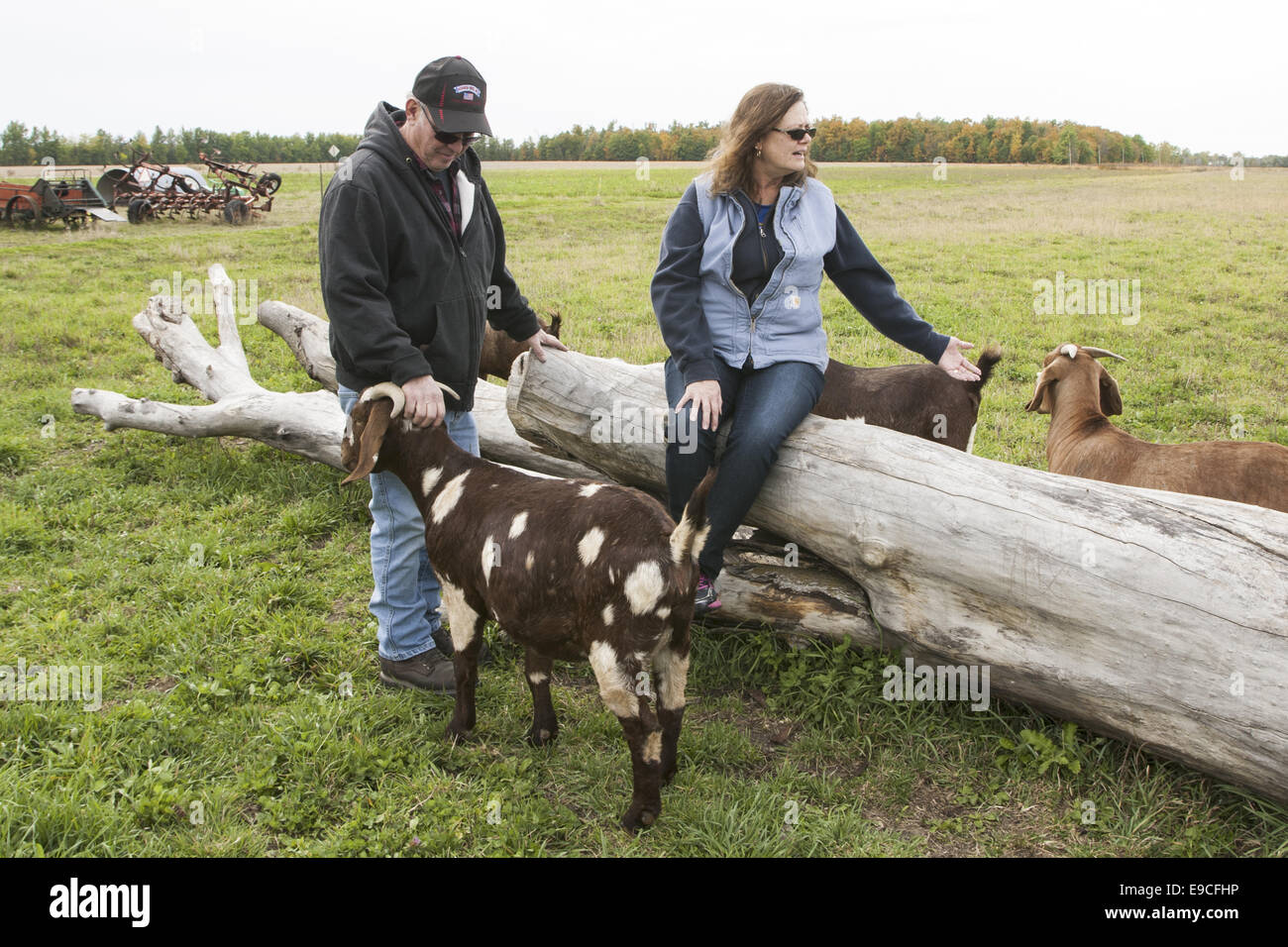 Deux agriculteurs l'interaction avec leurs chèvres Boer. Banque D'Images