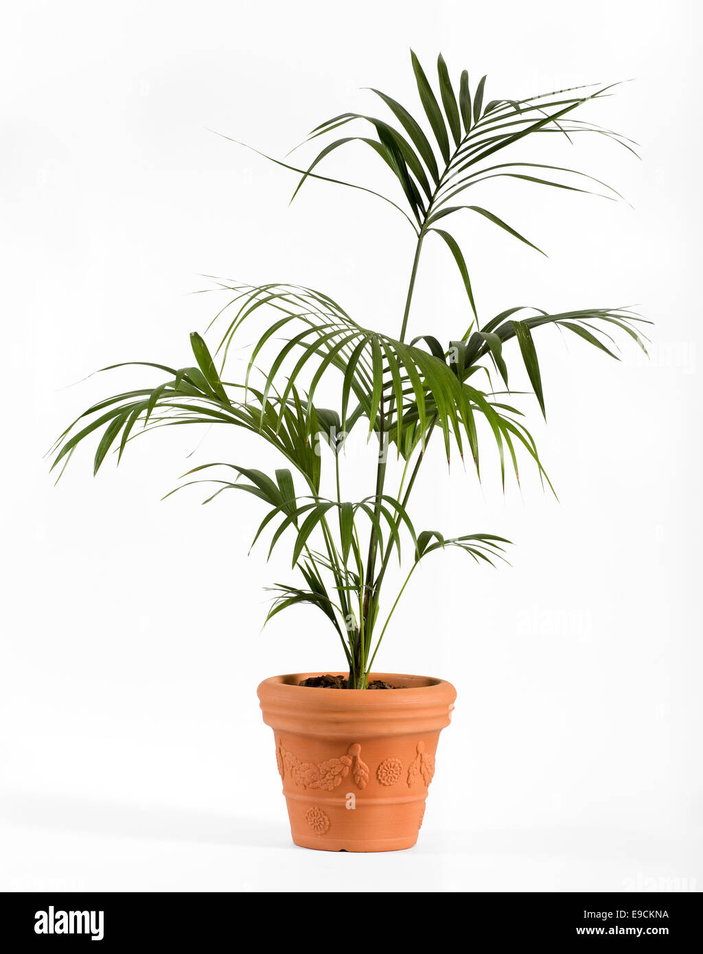 Plante de palme Banque de photographies et d'images à haute résolution -  Alamy