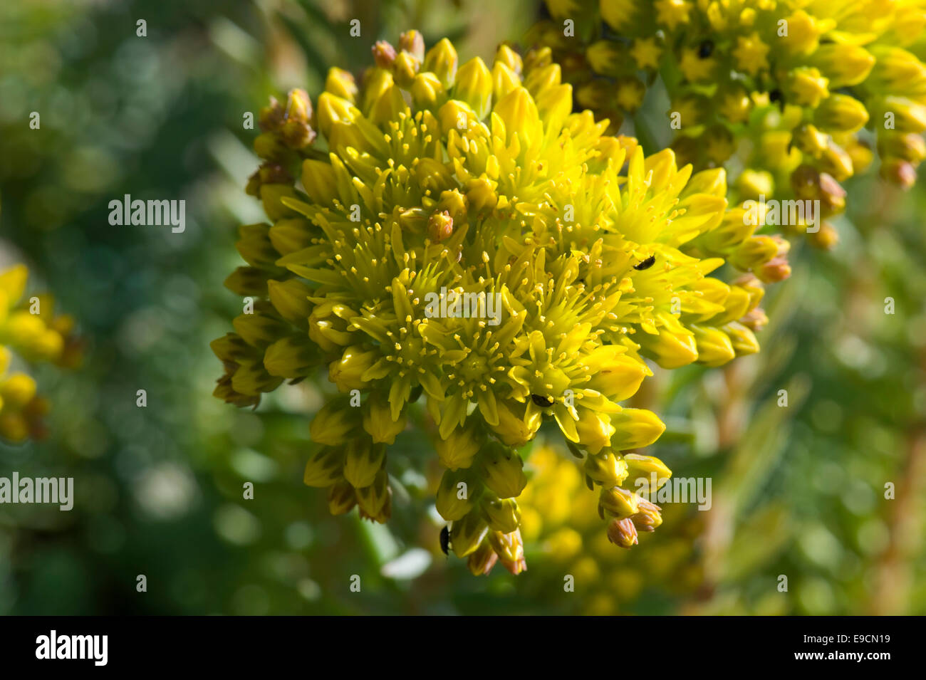 Sedum reflexum Coussin 'Blue' une plante de rocaille à fleurs jaunes, juin Banque D'Images