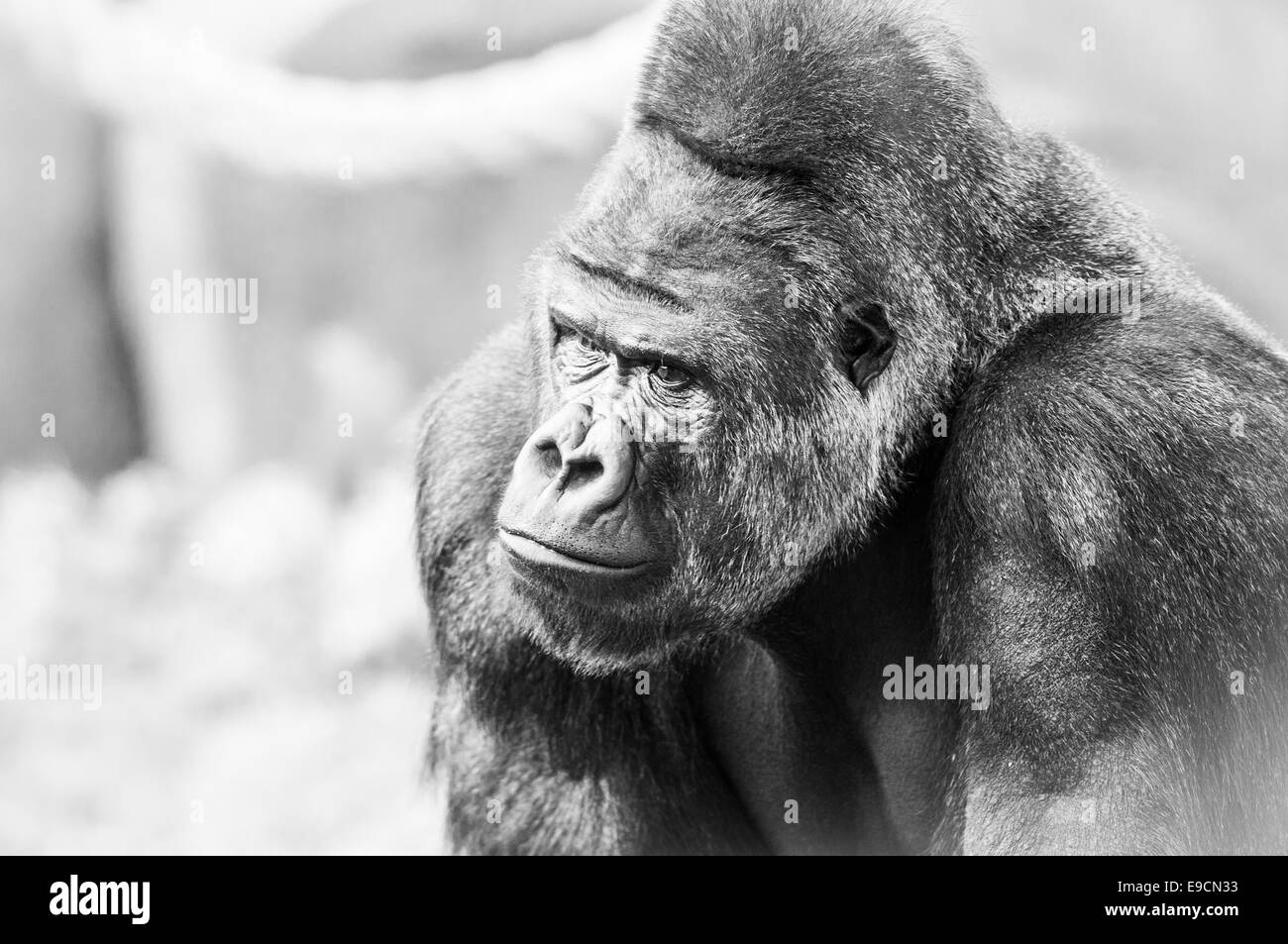 Le noir et blanc Portrait de gorille. Face à l'animal. Banque D'Images