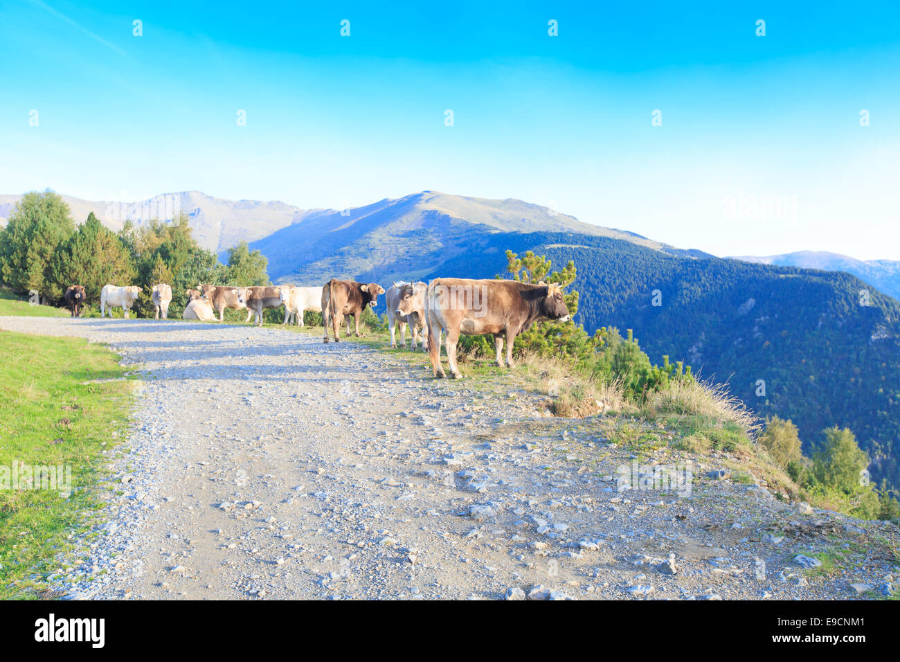 Un troupeau de vaches marron et blanc dans les Pyrénées espagnoles et marcher le long d'un chemin de terre à flanc de montagne Banque D'Images