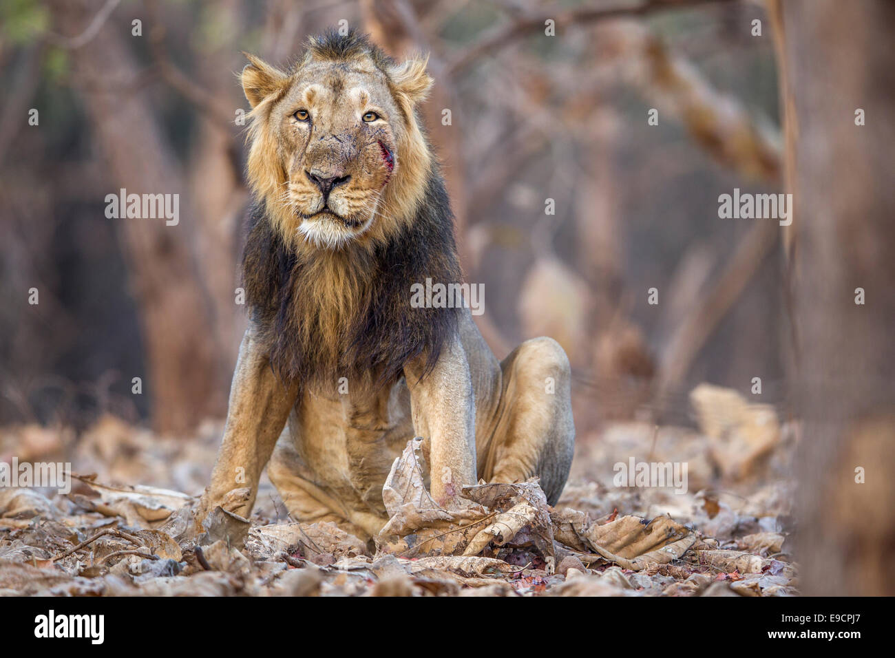 Lion d'Asie (Panthera leo persica) à Rif forêt, Gujarat, Inde. Banque D'Images