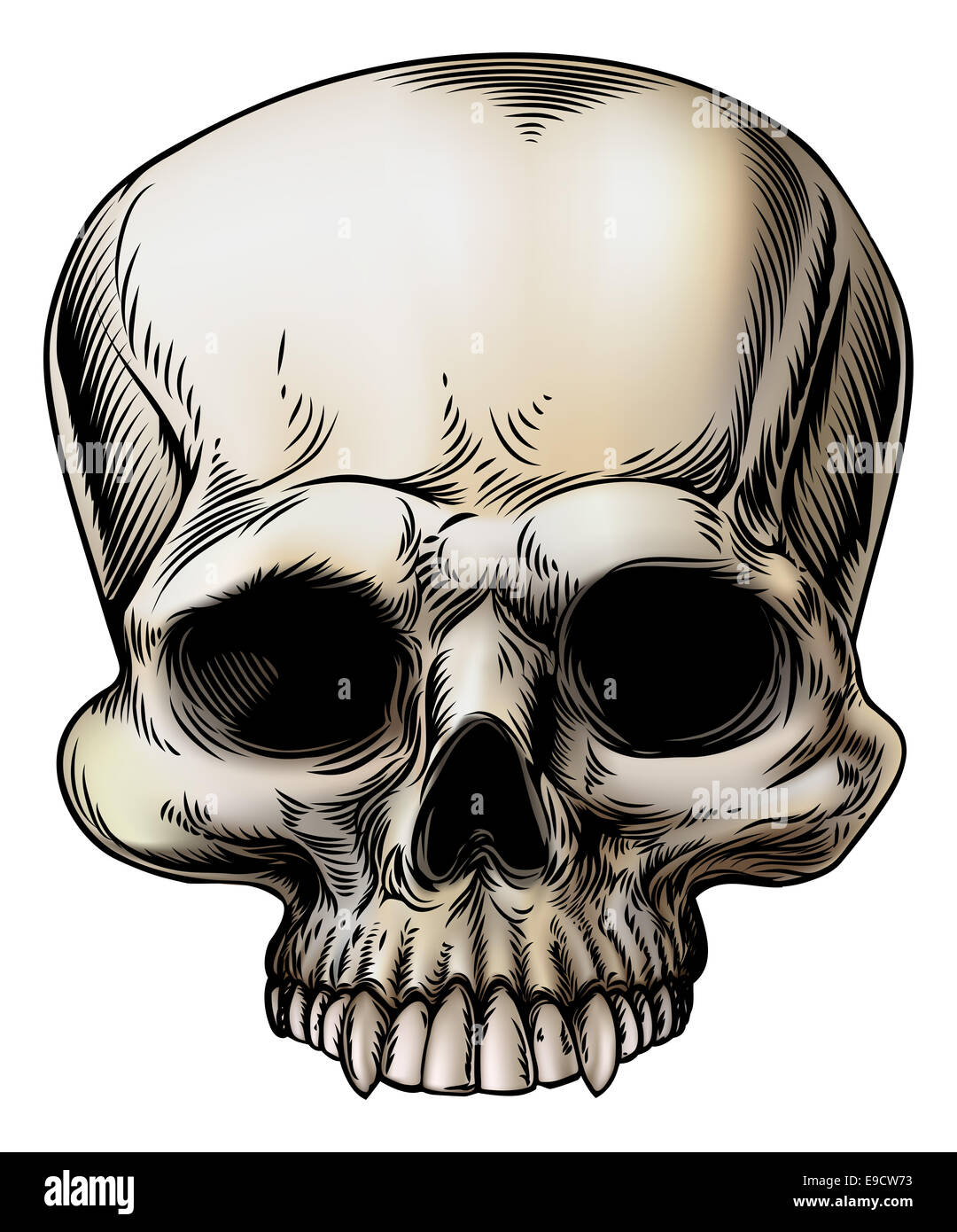 Crâne humain illustration dans un style vintage retro Banque D'Images