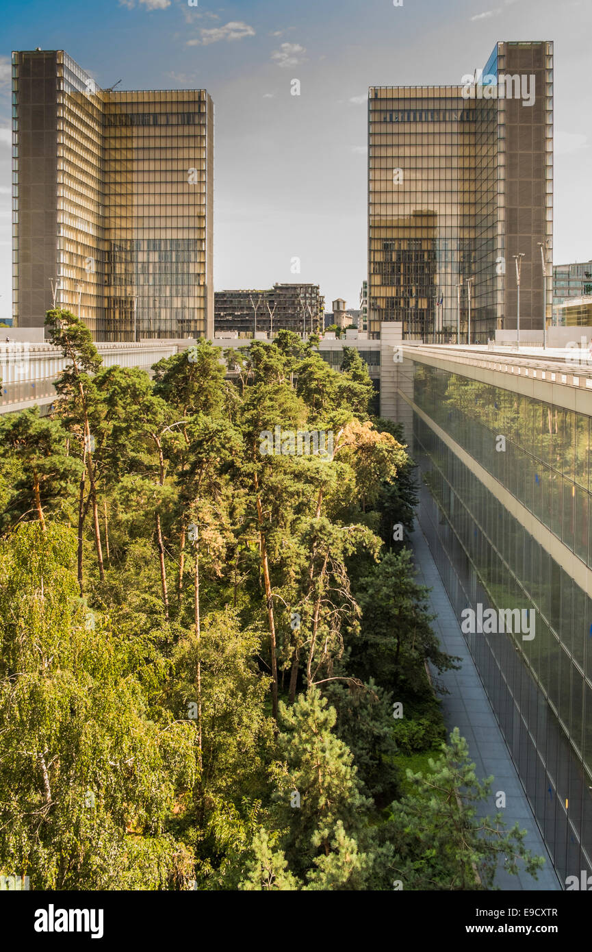 Les arbres dans la cour intérieure pno la nouvelle bibliothèque nationale de France, bibliothèque nationale de France François Mitterrand, pari Banque D'Images