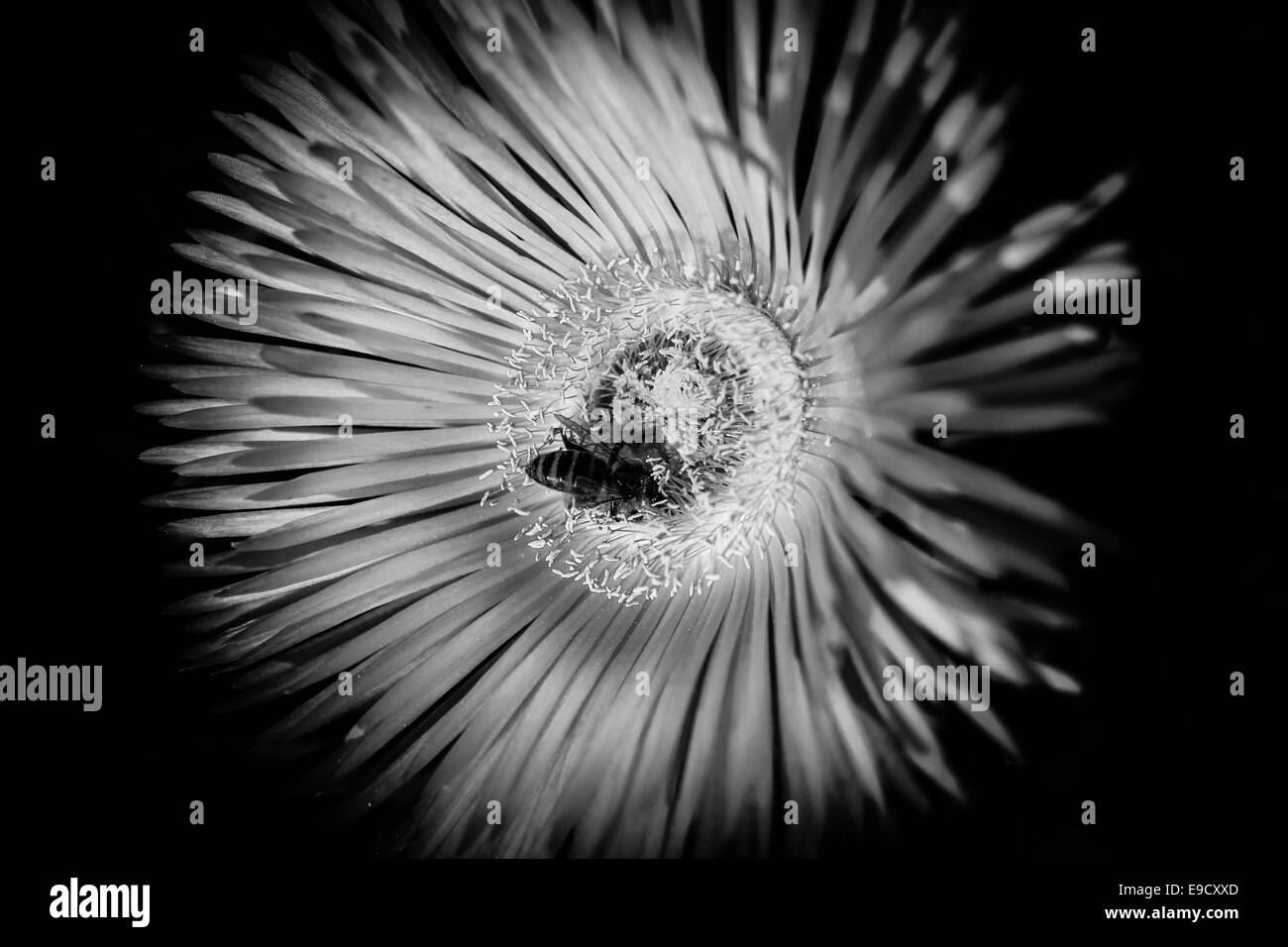L'abeille sur fleur Banque D'Images