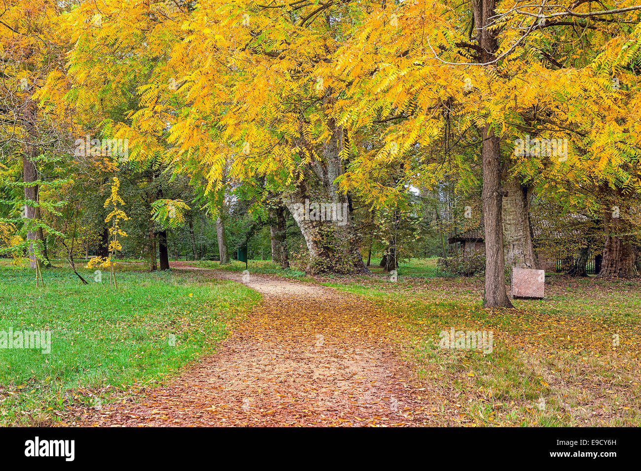 Chemin couvert de feuilles tombées entre les arbres et les plantes dans le parc en Piémont, Italie du Nord. Banque D'Images