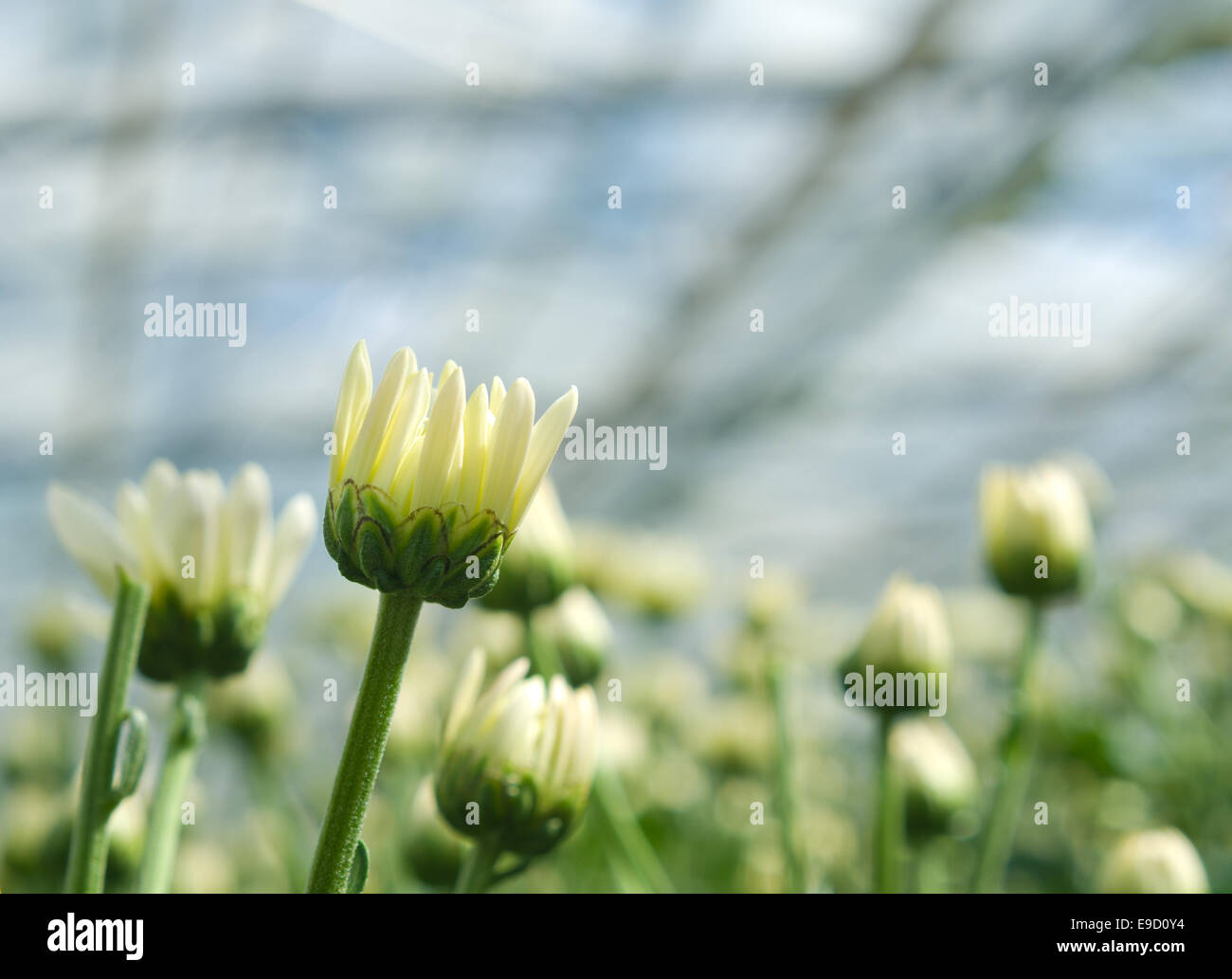 Libre de fleurs Marguerite dorée en serre en Klazienaveen, Pays-Bas Banque D'Images