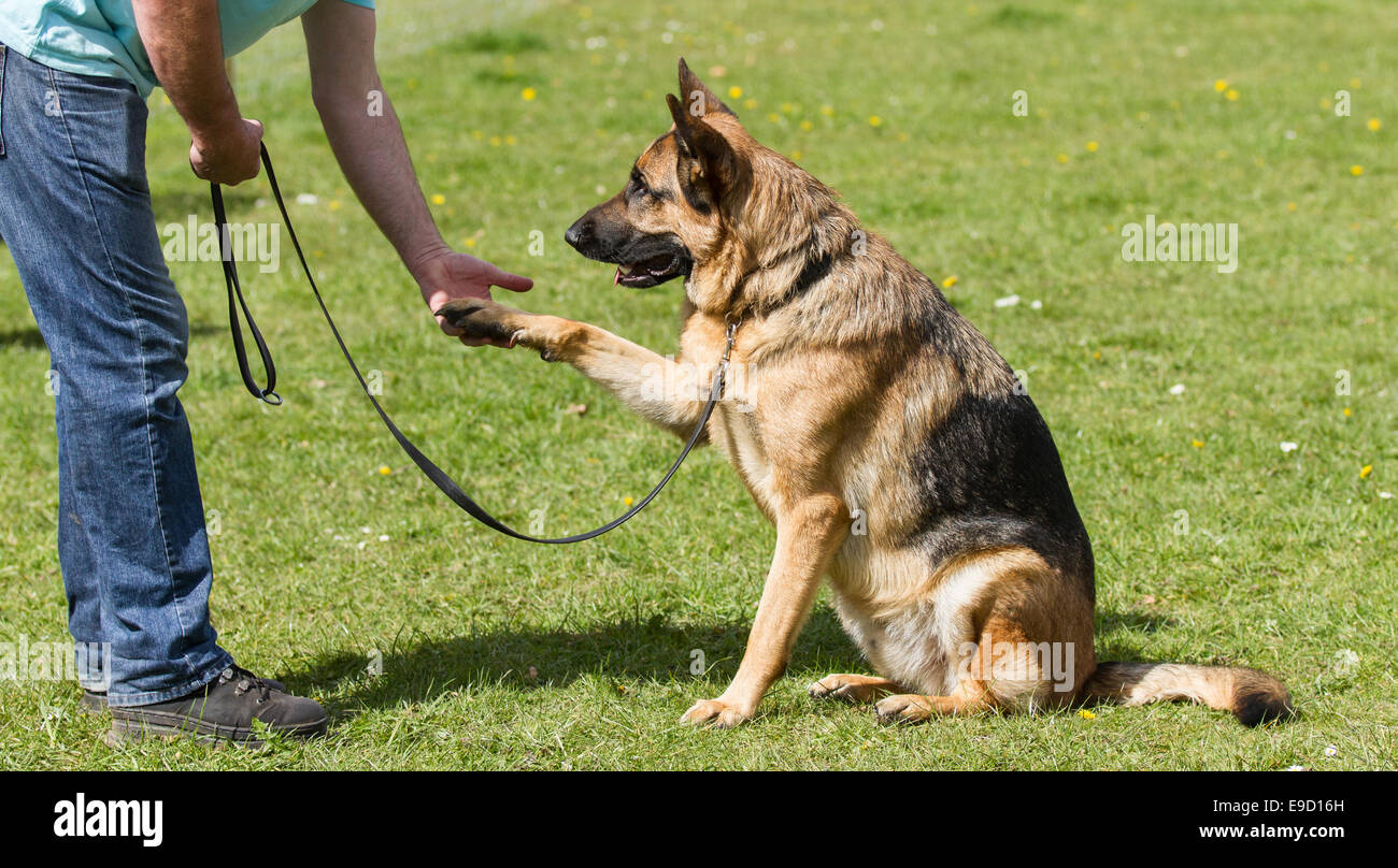 Berger Allemand obéissant donner sa patte au cours d'une classe de  formation de chien. Il est en laisse assis dehors sur l'herbe Photo Stock -  Alamy
