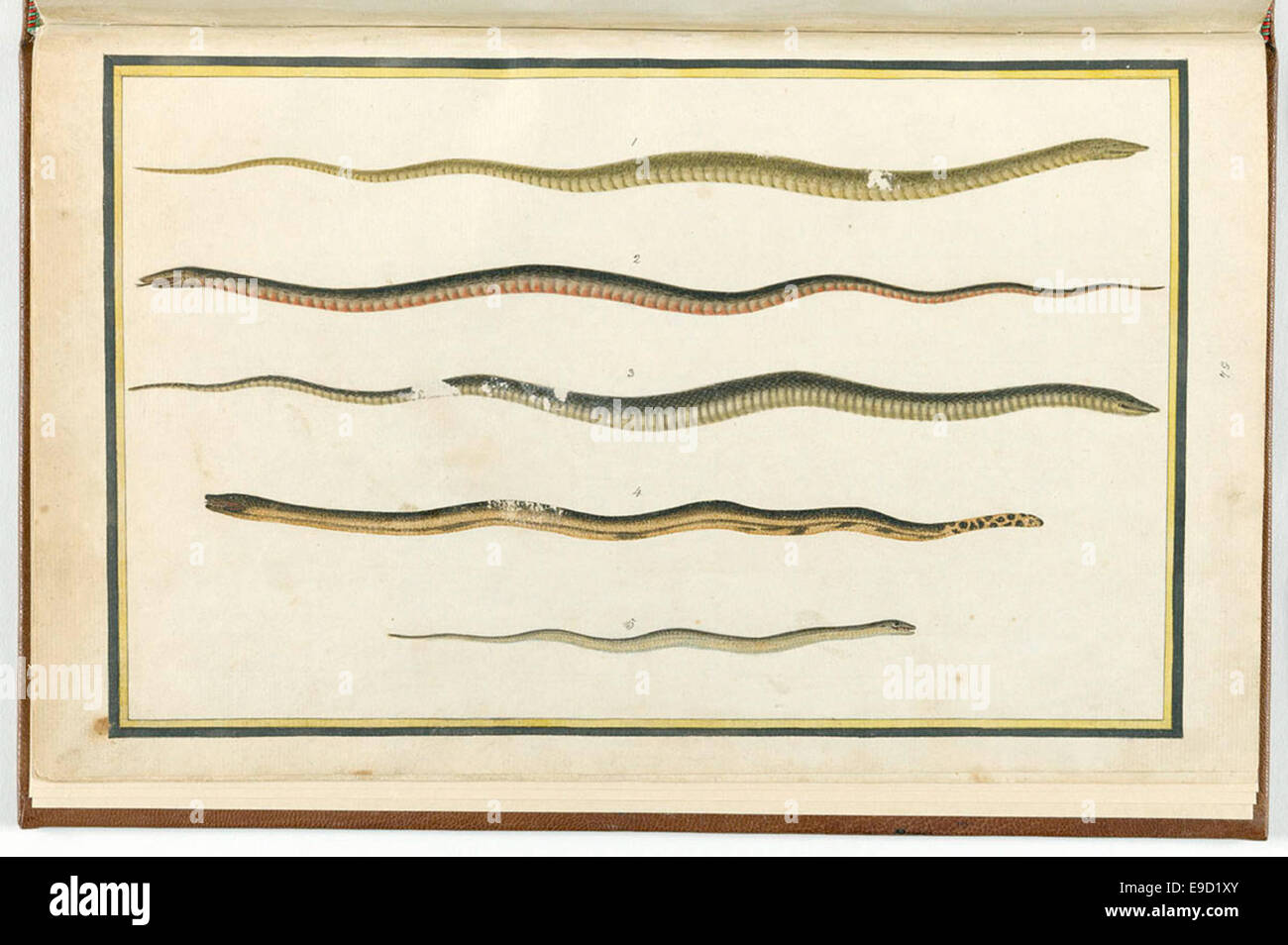 Thomas Skottowe serpents australiens - 1810 - Mitchell Library droit 12599427165 o Banque D'Images