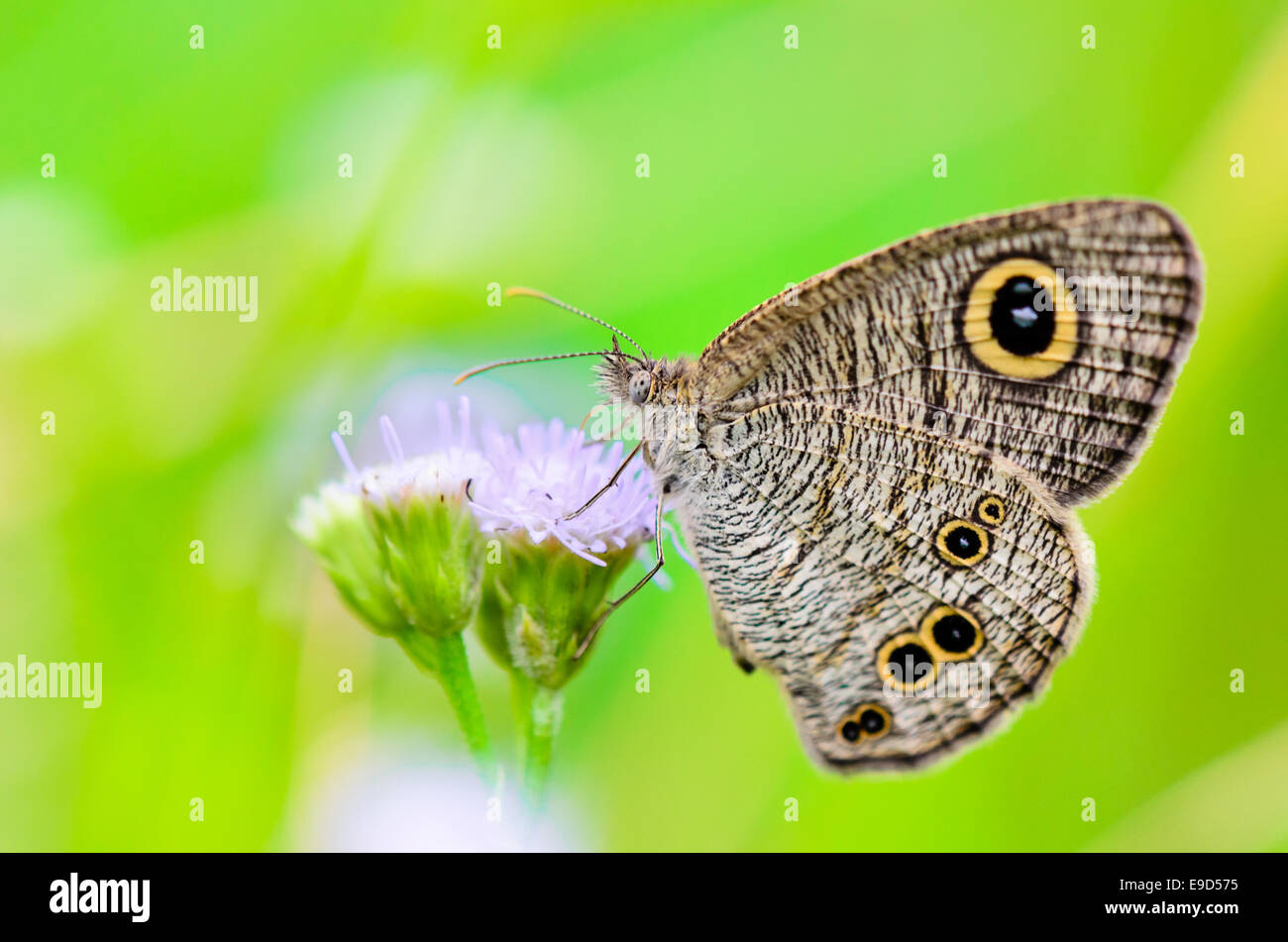 Bois commun nymphe, Close-up d'un papillon à motifs gris-brun avec de grandes 'oeil' taches sur ses ailes en Thaïlande Banque D'Images