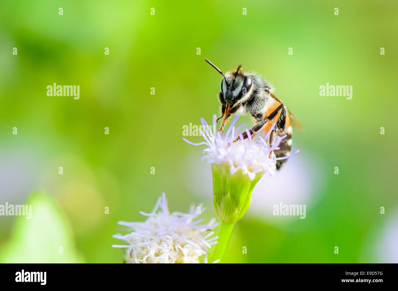 Les petites abeilles sont propres jambes et bouche sur fleur bleue de Goat Weed dans le pré de la Thaïlande Banque D'Images