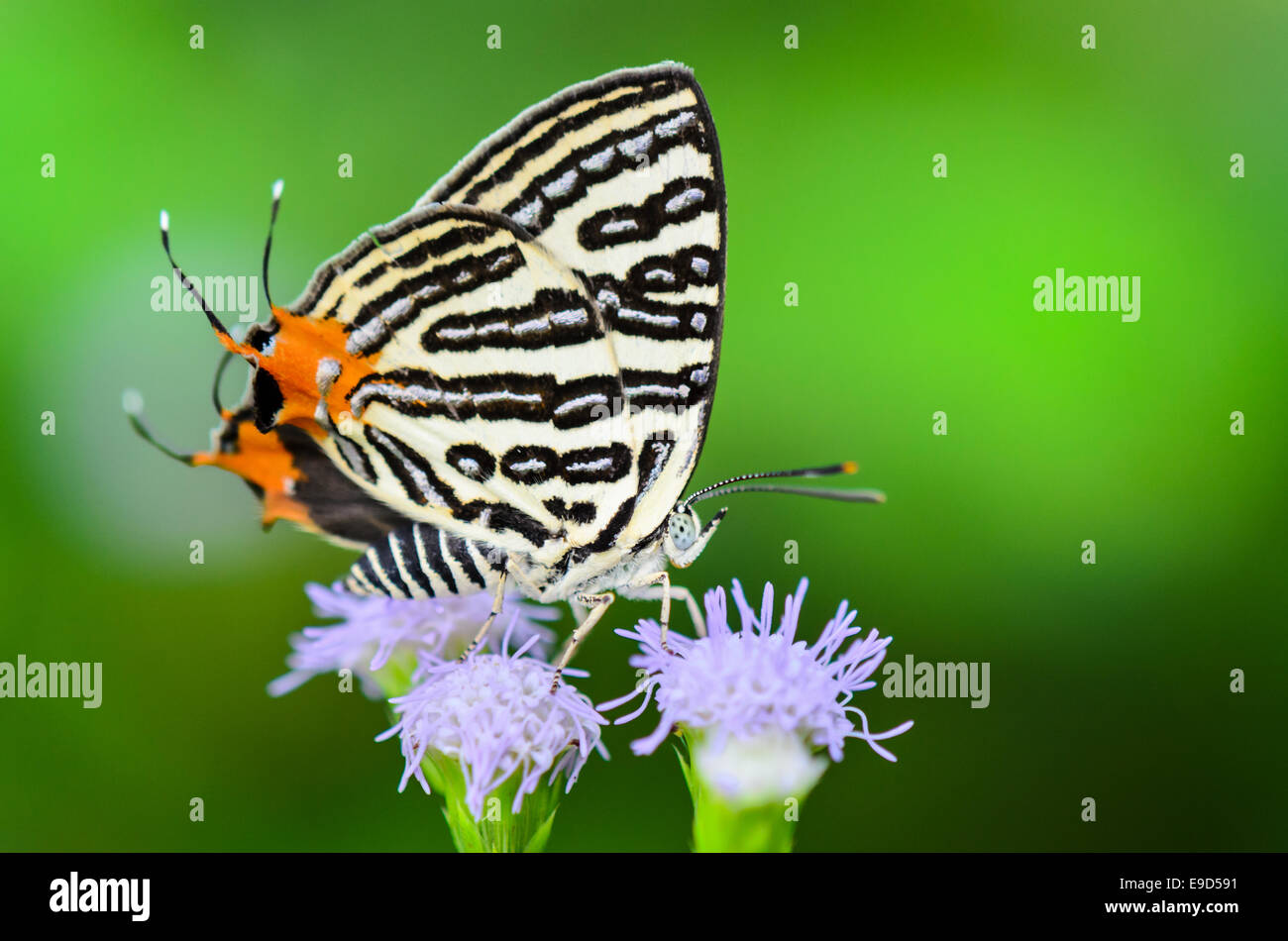 Close up papillon blanc avec rayures noires et queue manger orange sur le nectar des fleurs d'herbe en Thaïlande, Club Silverline o Banque D'Images