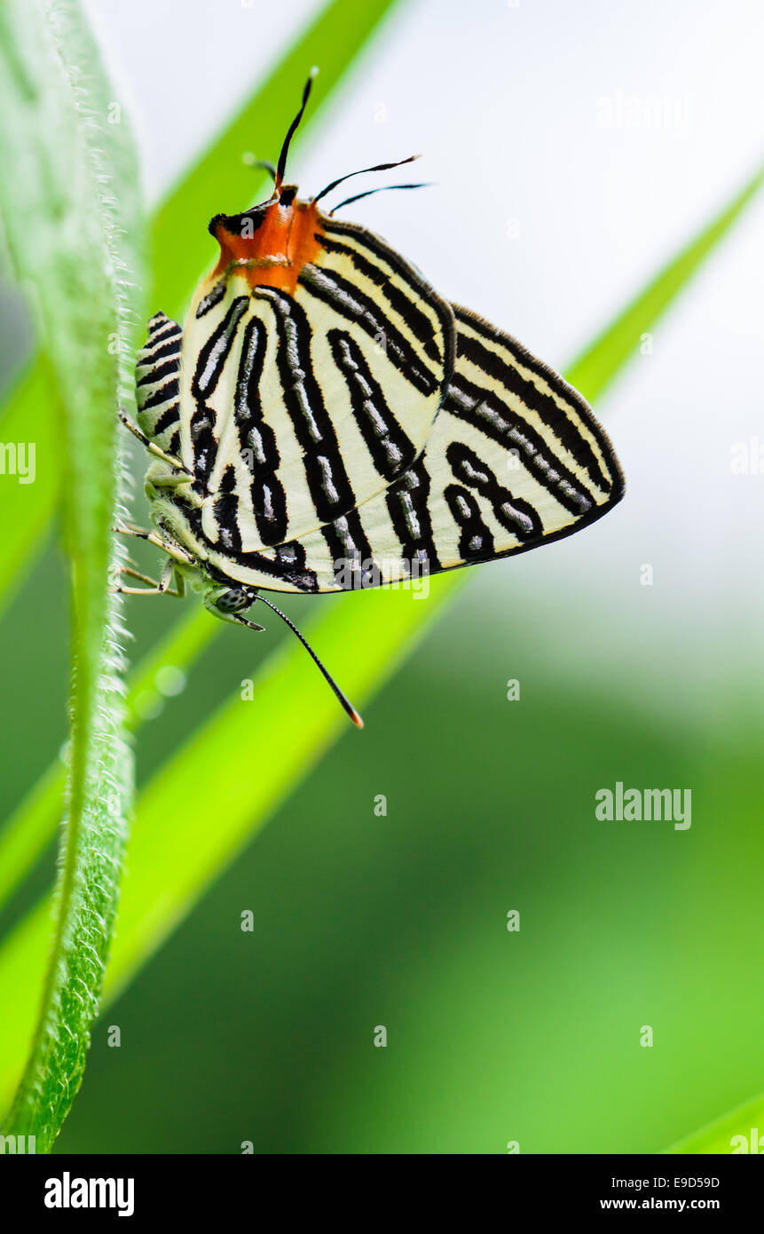 Close up papillon blanc avec rayures noires et queue orange reposant sur une feuille d'herbe, Club Spindasis ou Silverline teran syama Banque D'Images