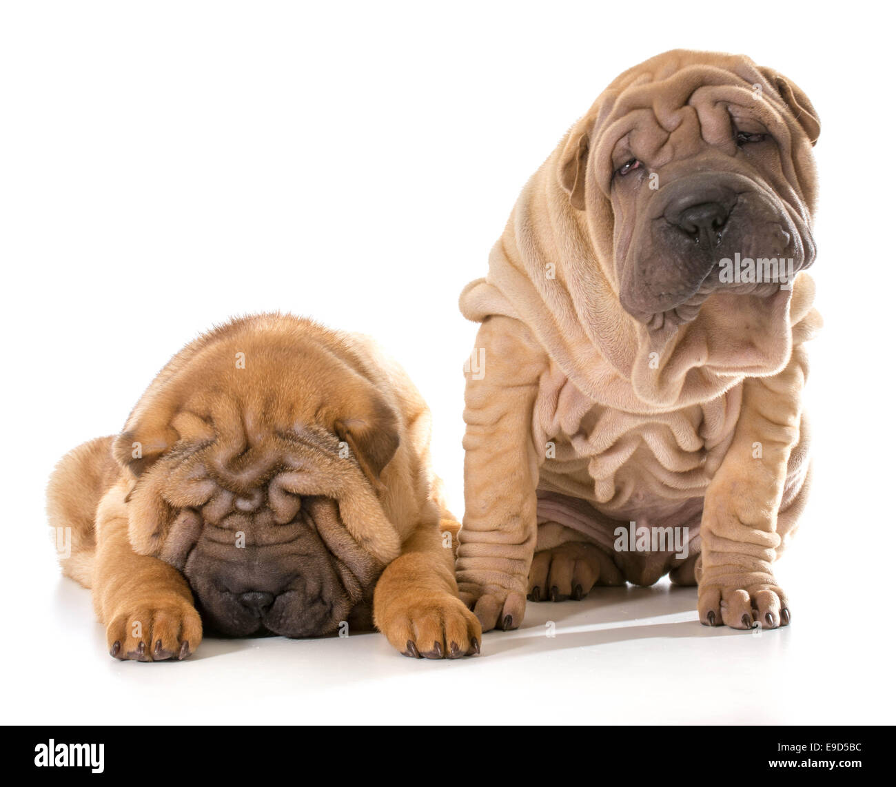 Deux chinois Shar Pei chiots isolé sur fond blanc - 4 mois Banque D'Images