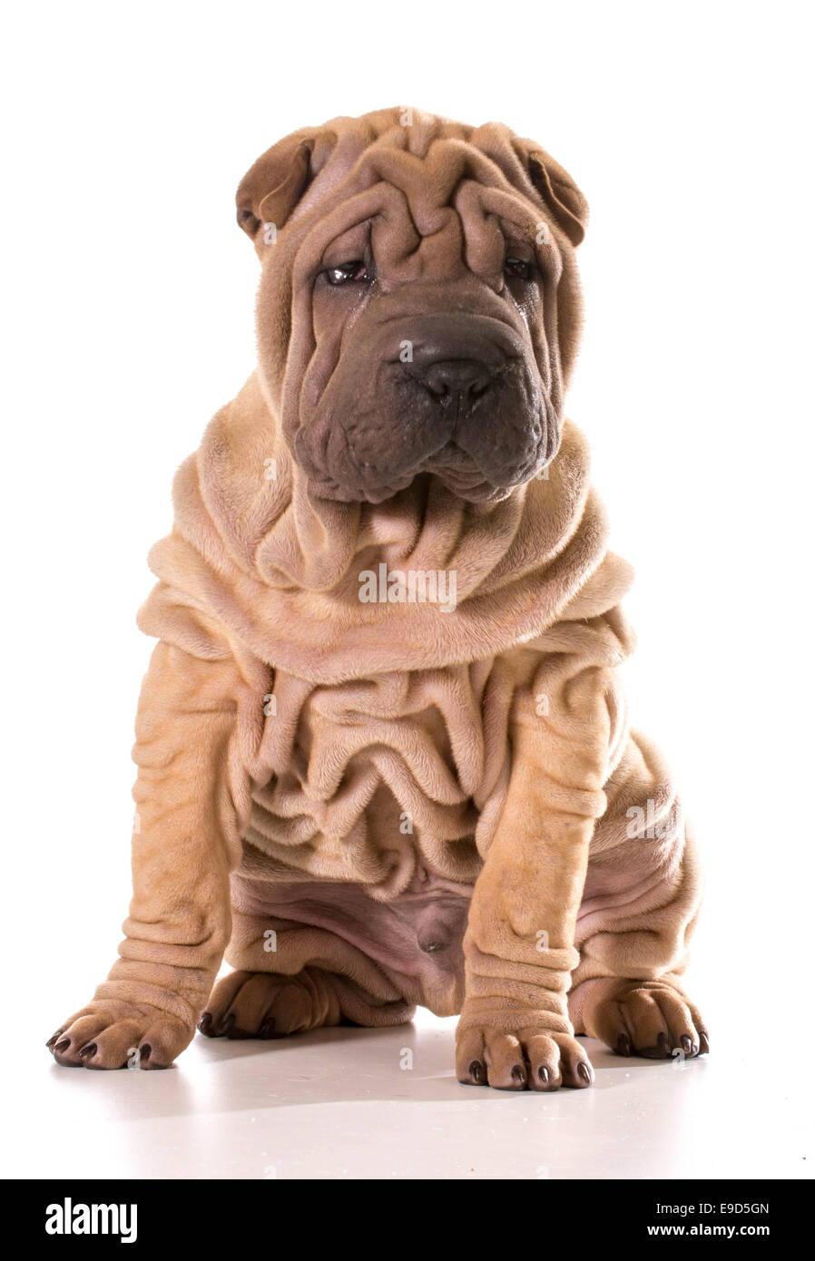 Chinese Shar Pei assis isolé sur fond blanc Banque D'Images