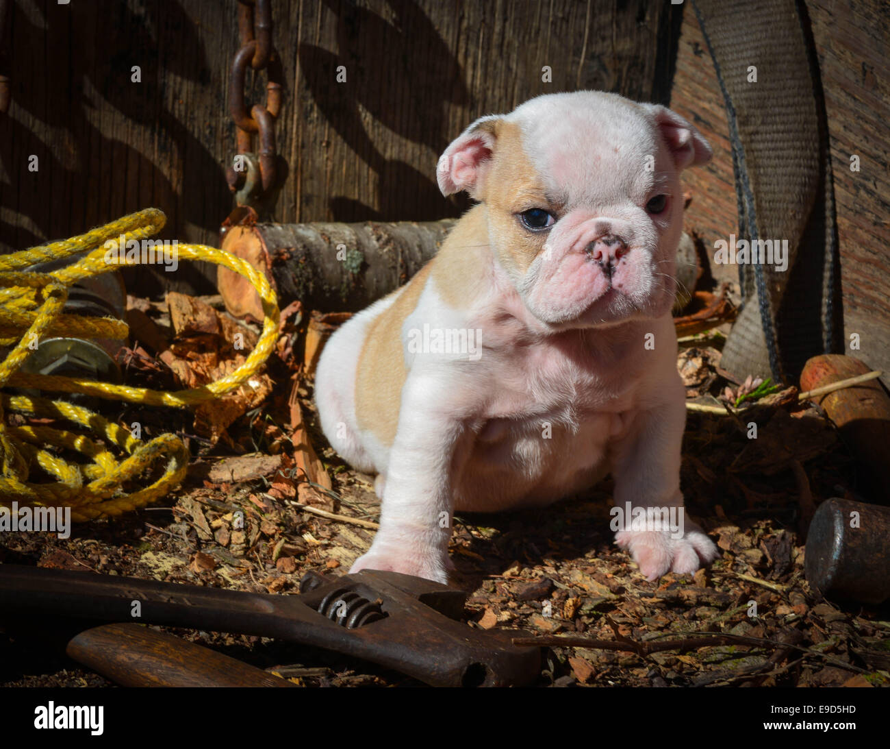 Mignon Chiot Bouledogue Anglais 8 Semaines Banque Dimages