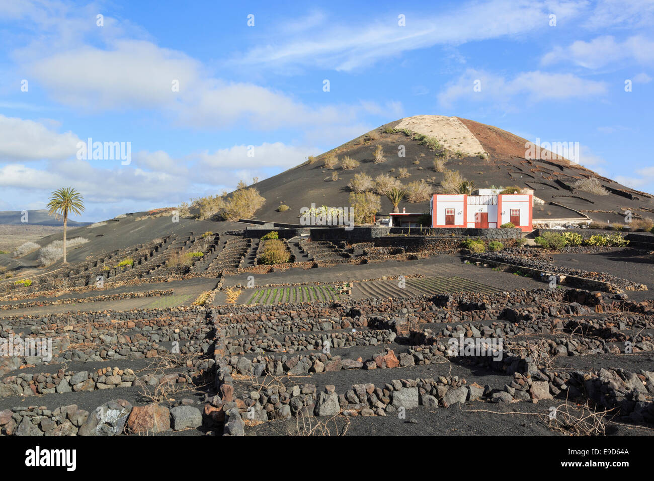 Au-delà d'un établissement vinicole domaine des vignes dans les cendres volcaniques protégés par des murs dans les vignobles de la Geria, Lanzarote, Îles Canaries Banque D'Images