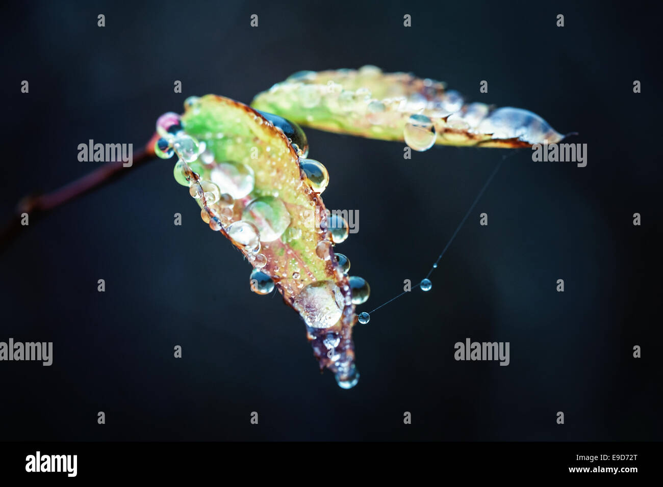 Petites feuilles d'automne sur la branche d'arbre avec de l'eau gouttes sur fond sombre, effet du filtre Banque D'Images