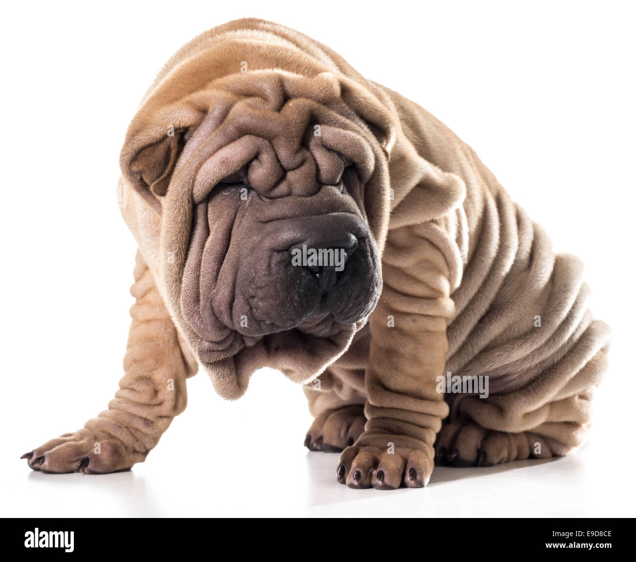 Chinese Shar Pei assis isolé sur fond blanc Banque D'Images