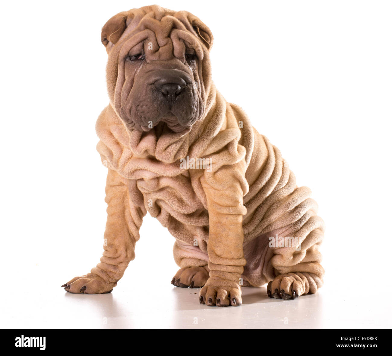 Chinese Shar Pei assis isolé sur fond blanc Banque D'Images