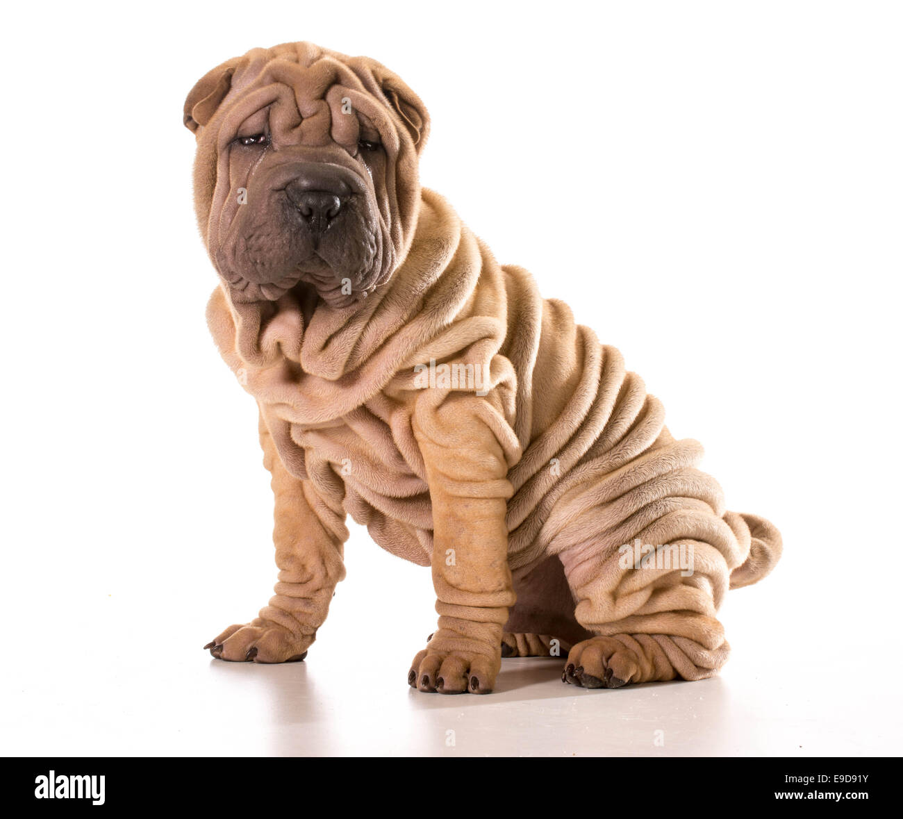 Chinese Shar Pei assis isolé sur fond blanc Banque D'Images