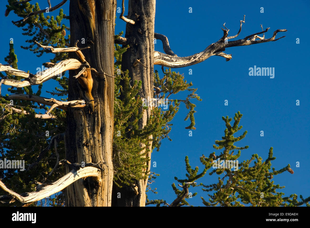 Bristlecone Pine à Schulman Grove, ancienne Bristlecone Pine Forest, Inyo National Forest, Californie Banque D'Images