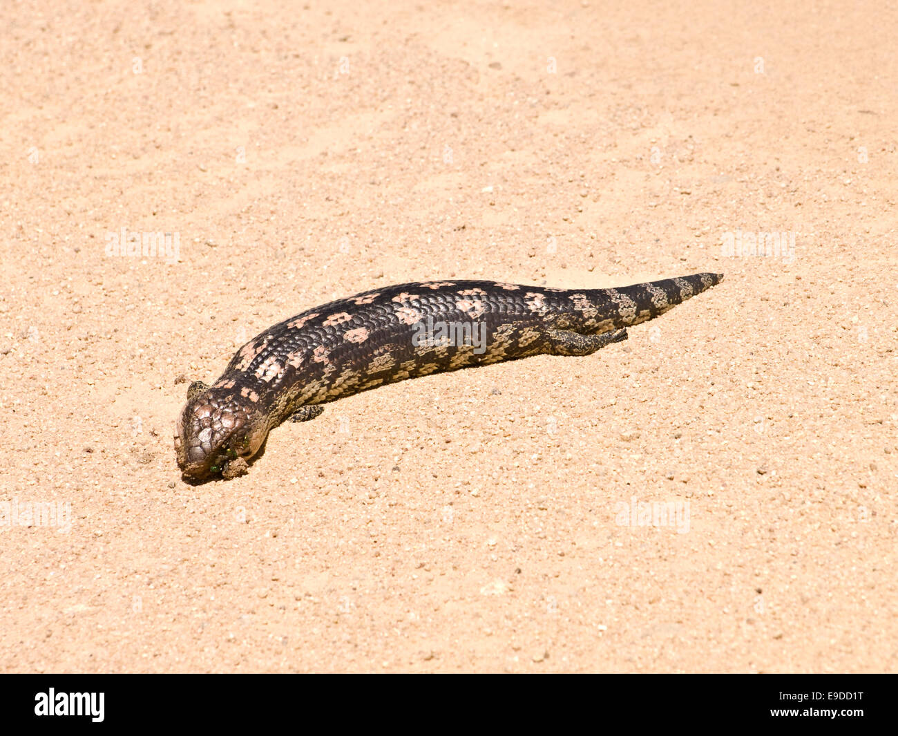 L'Australie : Lézard Langue Bleue (Tiliqua scincoides) Banque D'Images