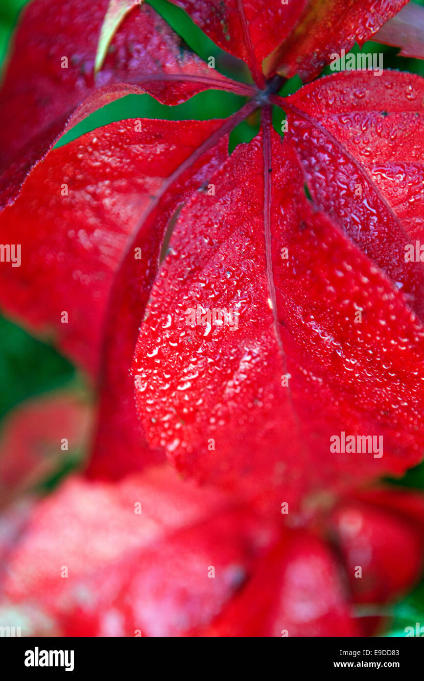 Close-up de feuilles rouges, vigne vierge, Parthenocissus quinquefolia Banque D'Images