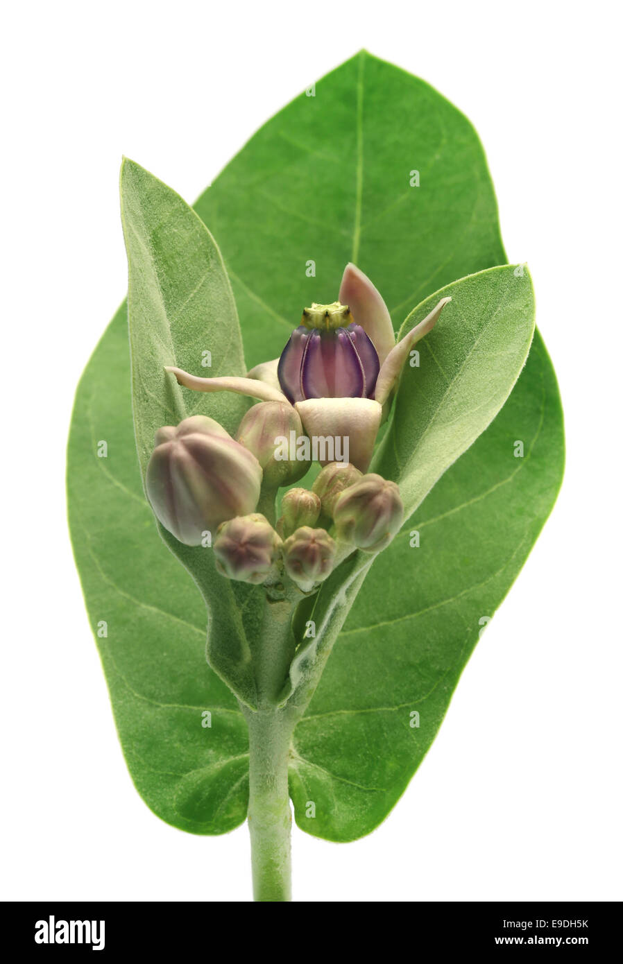 La couronne de feuilles fleurs médicinales Banque D'Images