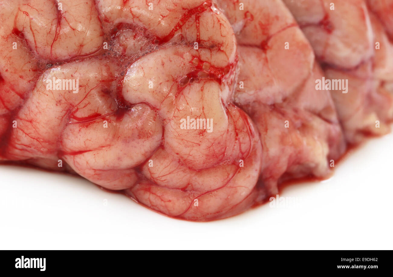 Cerveau d'une vache sur fond blanc Banque D'Images