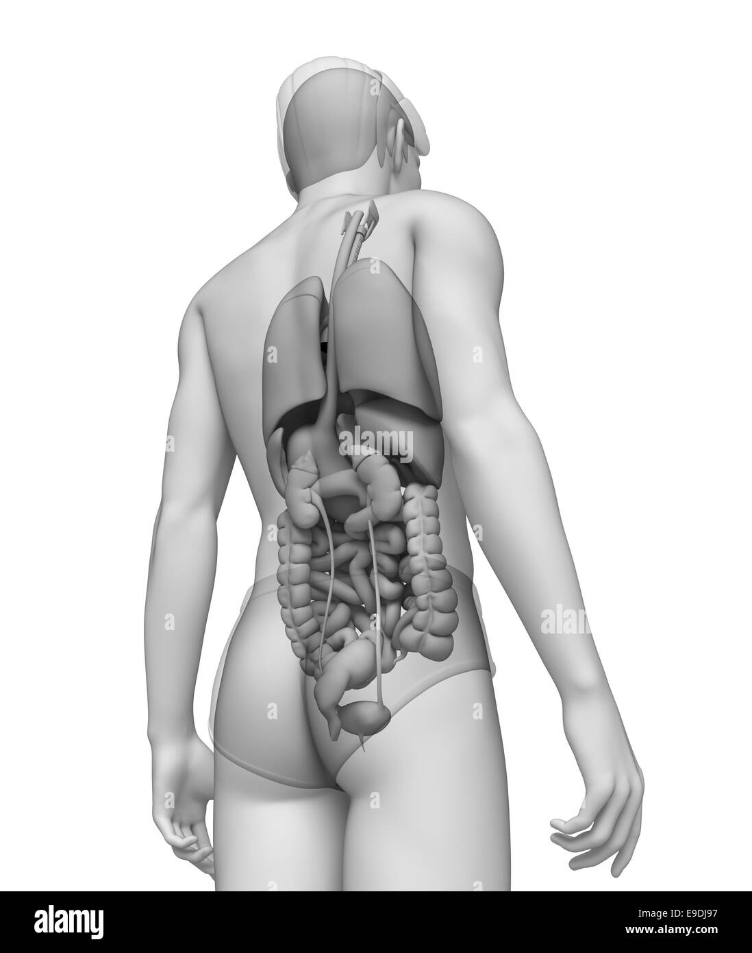 Anatomie du système digestif Banque D'Images