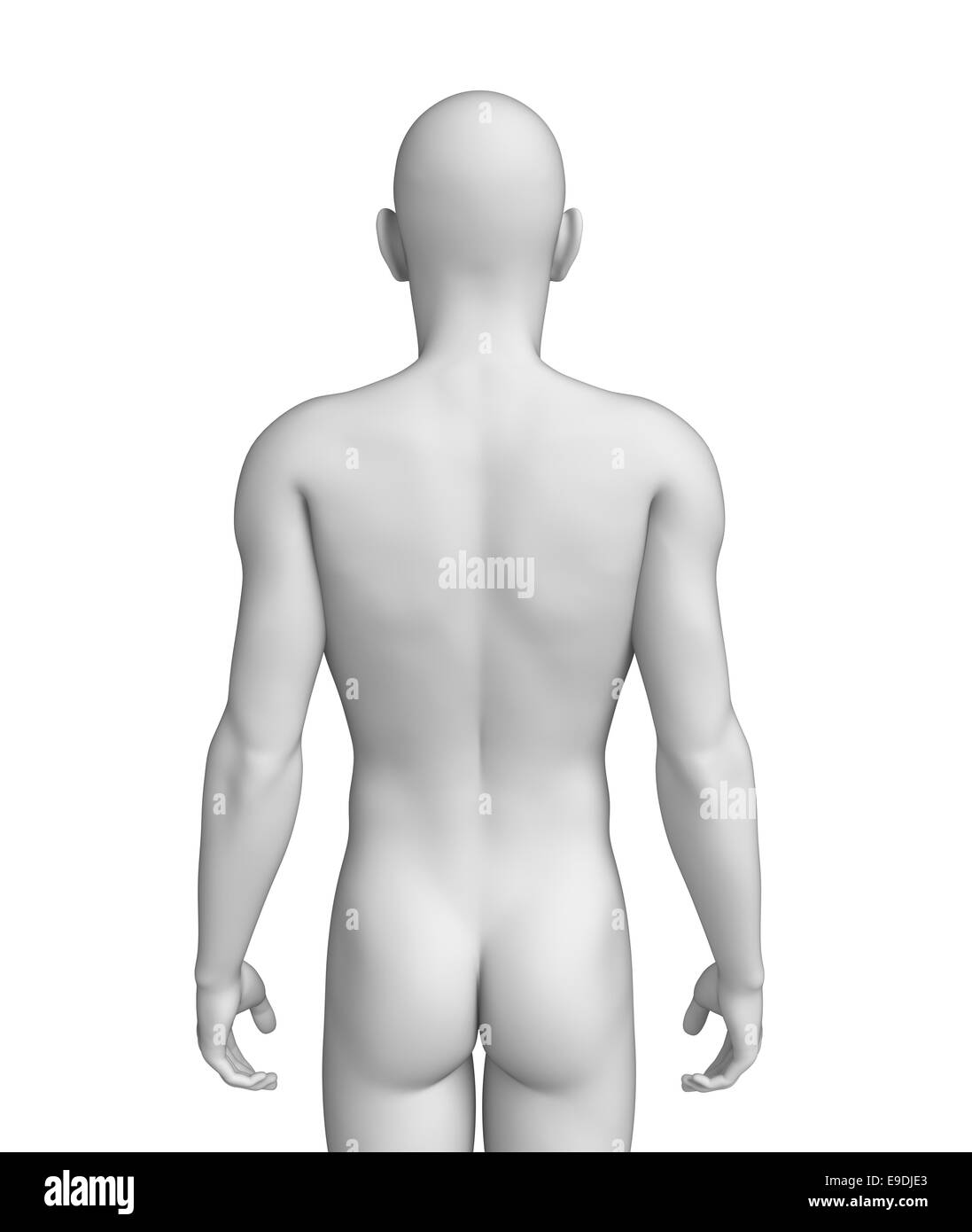 Illustration de l'anatomie du corps humain Banque D'Images