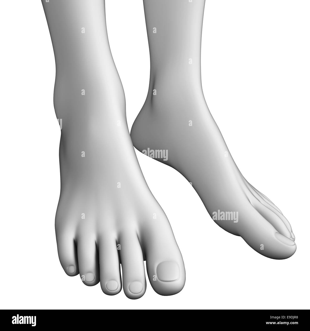 Illustration de l'art anatomie du pied Banque D'Images