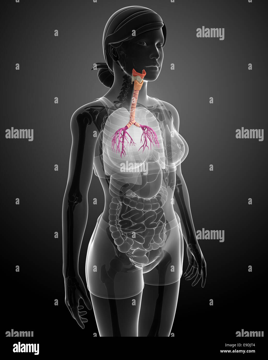 Illustration de l'anatomie de la gorge femelle Banque D'Images