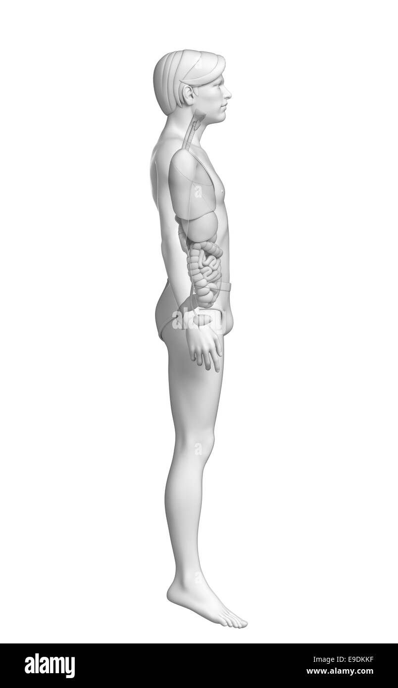 Anatomie du système digestif Banque D'Images