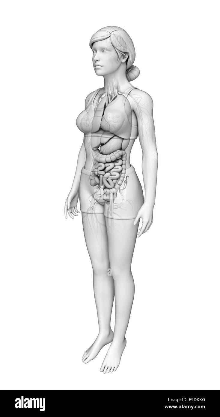 Anatomie du système digestif Banque D'Images
