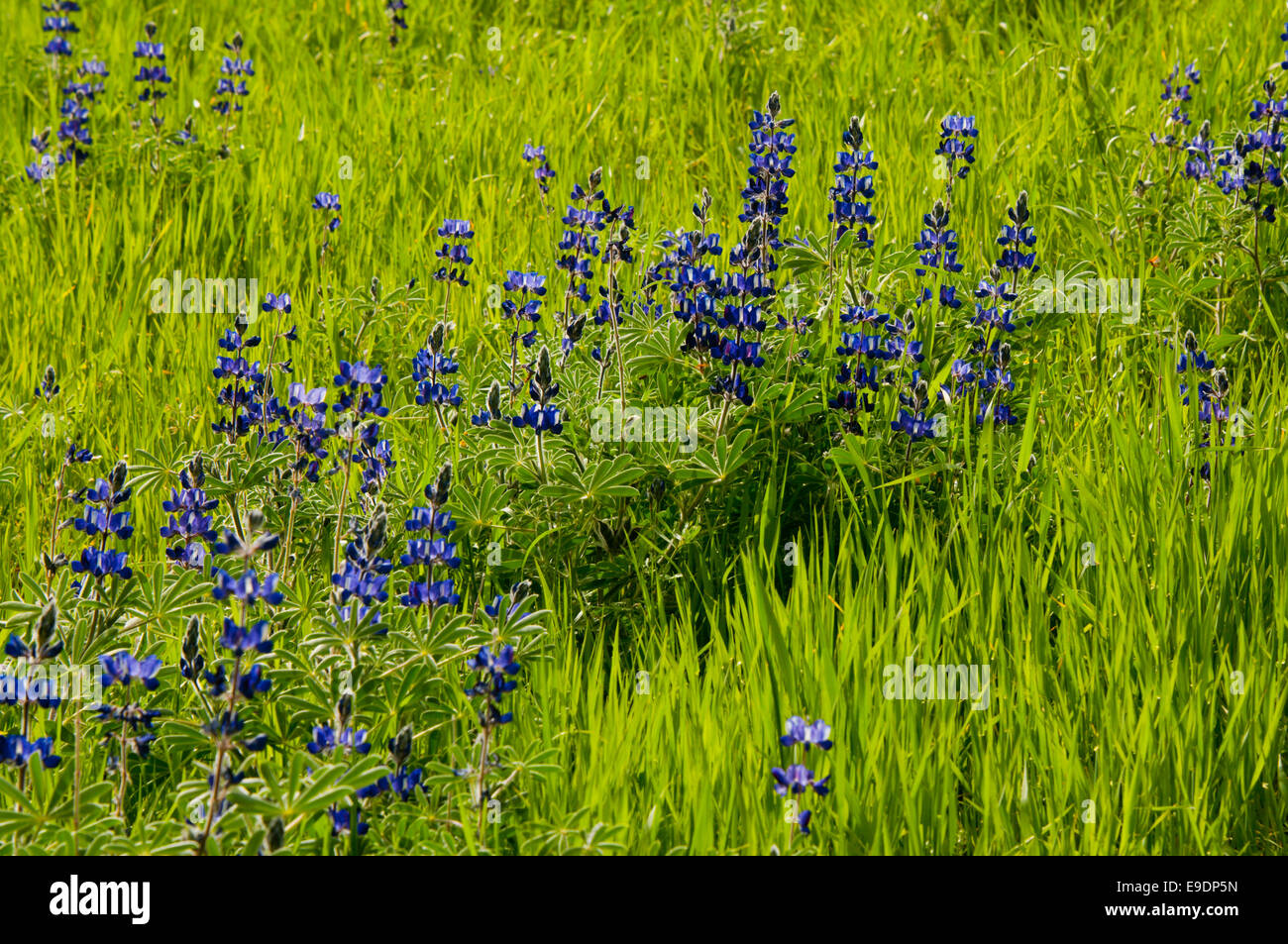 Les fleurs de lupin bleu contre l'herbe vert vif dans Shueb Wadu, Jordanie Banque D'Images