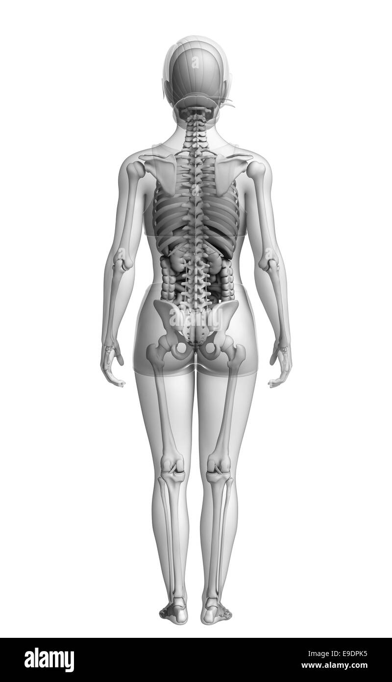 Anatomie du système digestif Banque D'Images