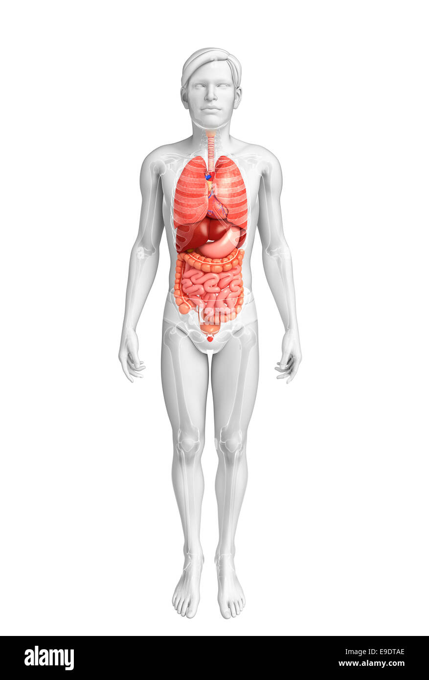 Anatomie du système digestif Banque D'Images