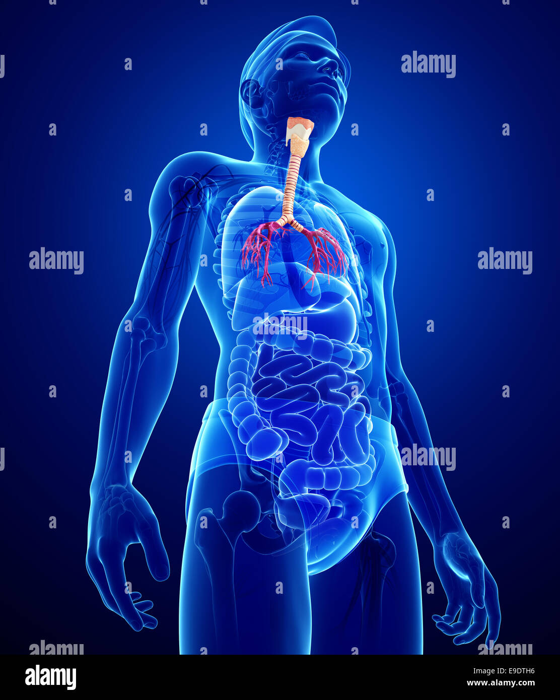 Illustration de l'homme anatomie de la gorge Banque D'Images