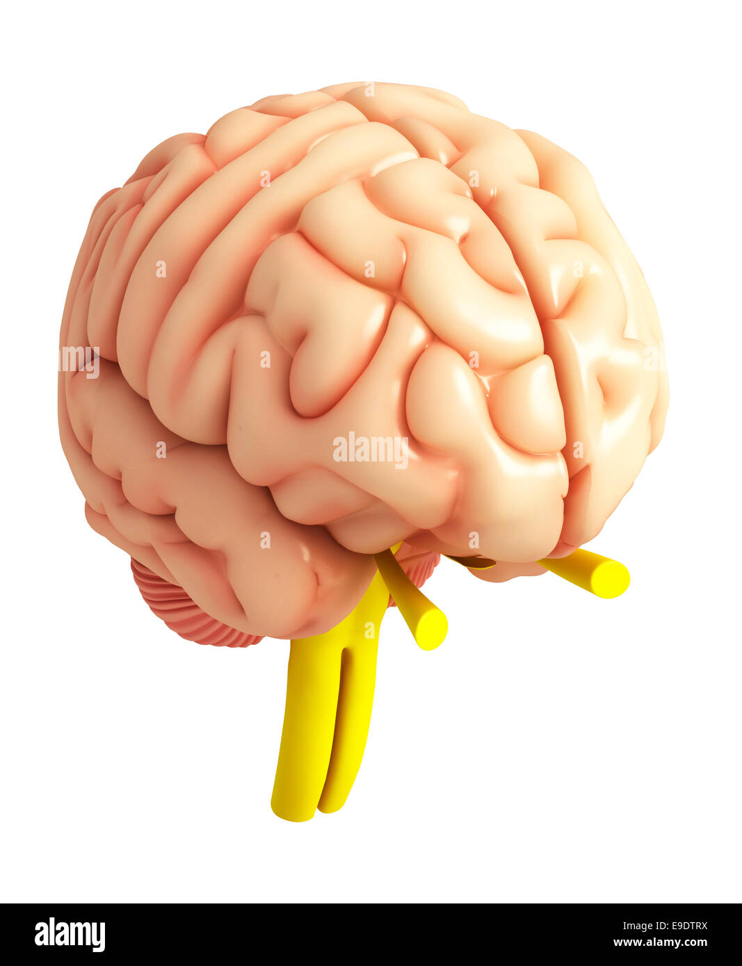 Illustration de l'anatomie du cerveau humain Banque D'Images