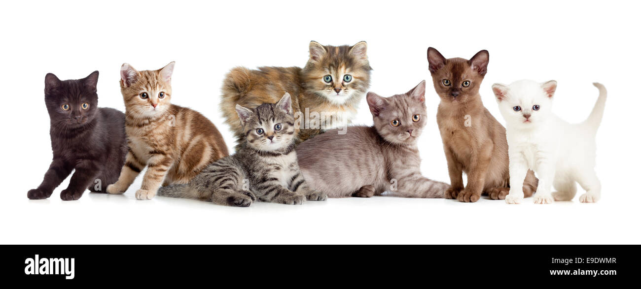 Chaton chats différents ou groupe Banque D'Images