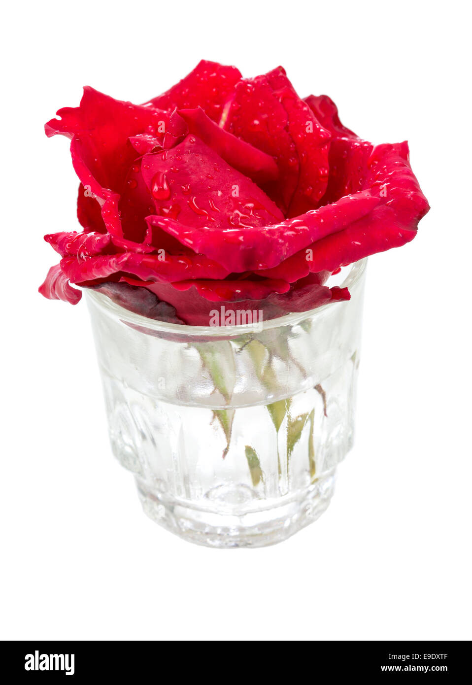 Belle rose rouge frais avec de l'eau tombe dans un vase de verre isolé sur fond blanc Banque D'Images