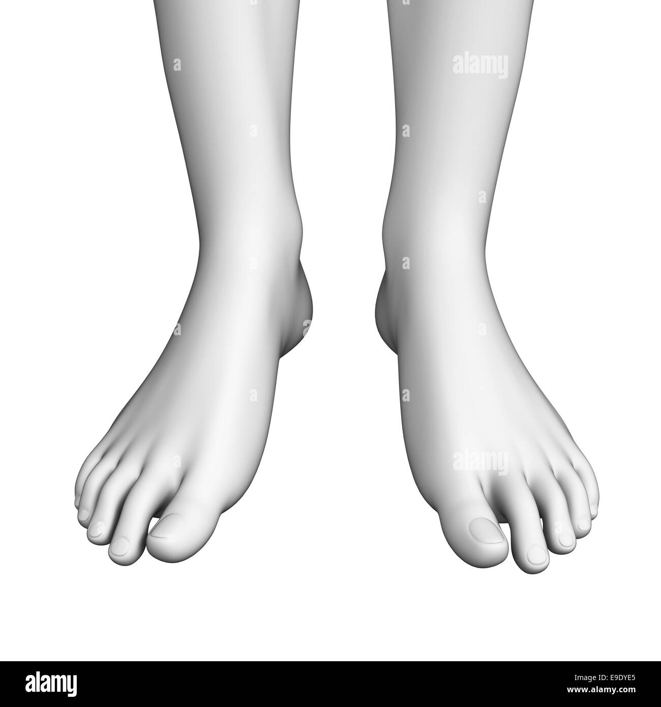 Illustration de l'art anatomie du pied Banque D'Images