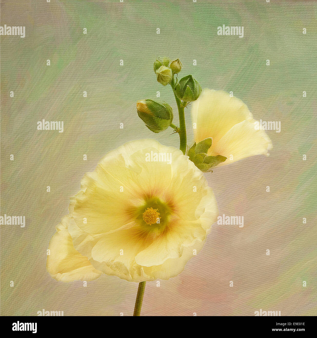 Une belle rose trémière, Alcea rosea, dans des tons pastel de jaune. Banque D'Images